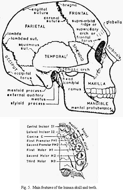 Features of Human Skull and Teeth