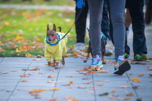 a small dog on a leash wearing a costume