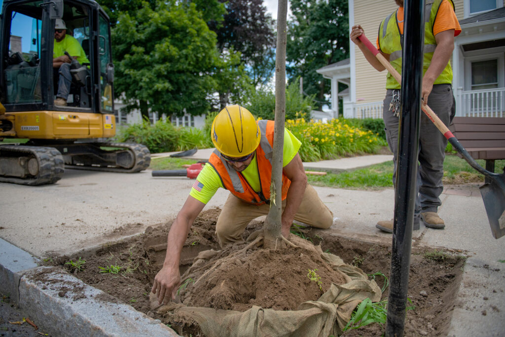 person planting tree on street