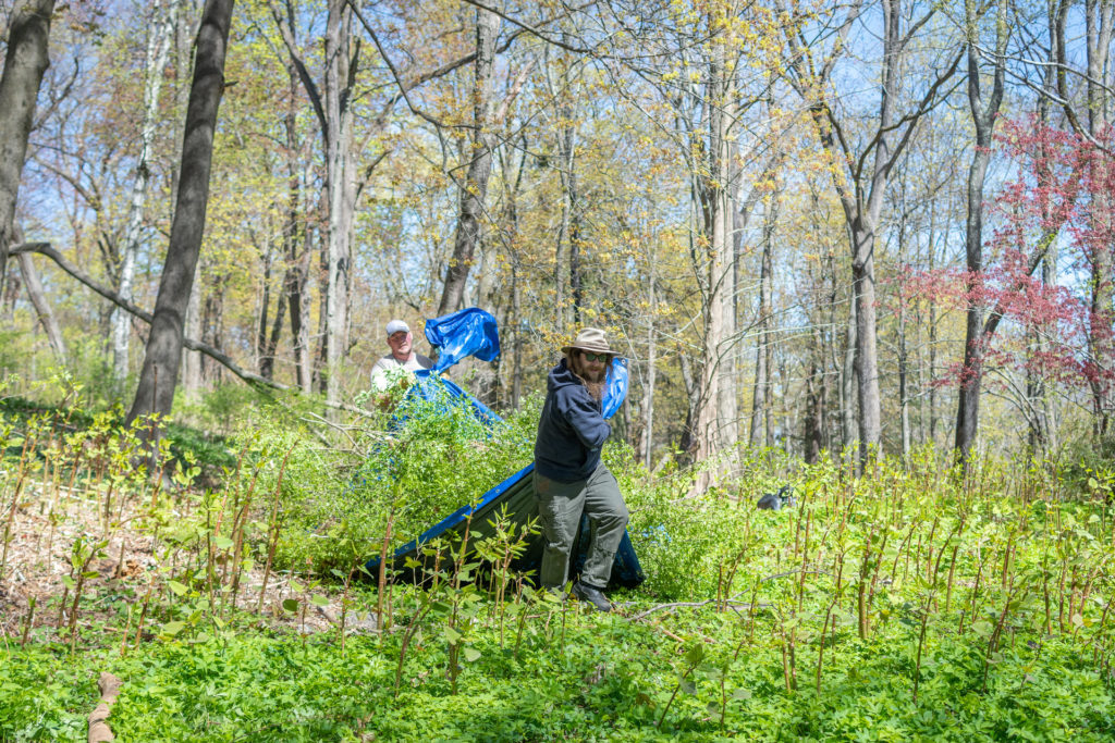 community cleanup in woods