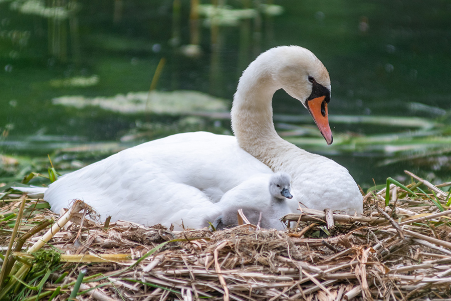 swan in nest